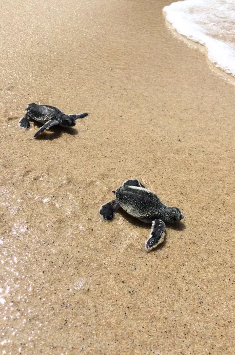 turtle hatching koh samui